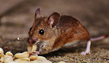24 Hour & Emergency Exterminators in Magnolia, AR